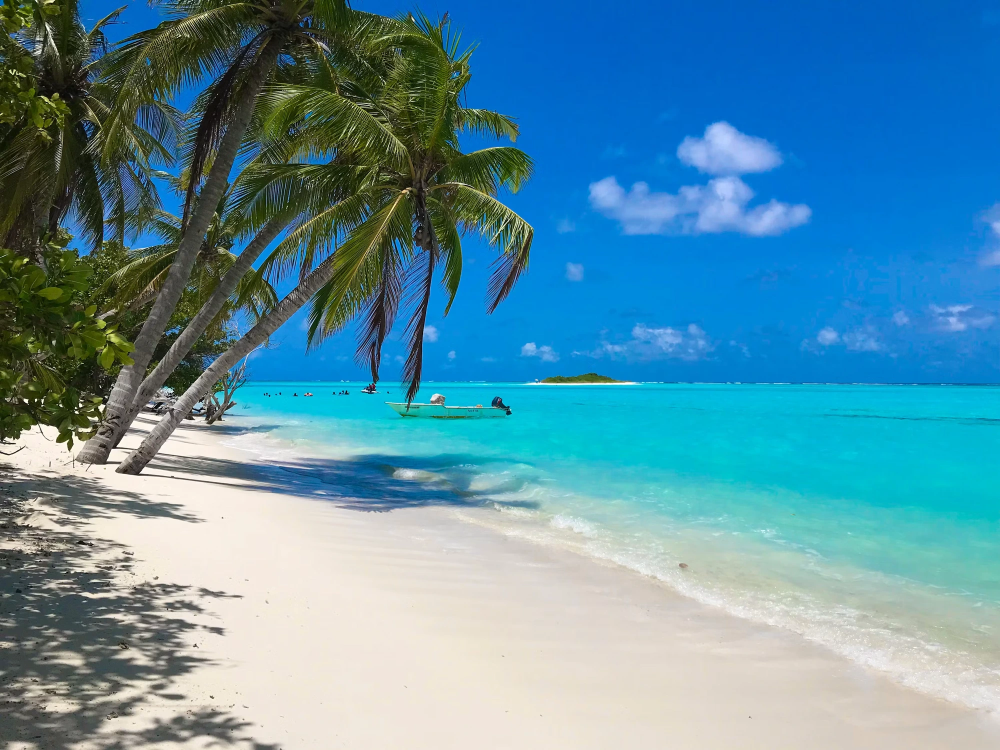 Tropical beach with palm trees